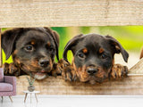 Fototapete 2 Rottweiler Welpen