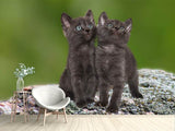 Fototapete 2 schwarze Katzenbabys