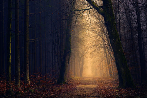 Fototapete Abendstimmung im Wald