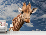 Fototapete Achtung Giraffe!