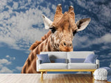 Fototapete Achtung Giraffe!