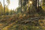 Fototapete Arbeiten im Wald