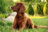 Fototapete Aufmerksamer Irish Setter