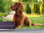 Fototapete Aufmerksamer Irish Setter