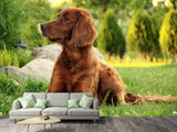 Fototapete Aufmerksamer Irish Setter