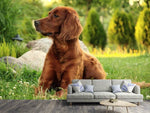 Fototapete Aufmerksamer Irish Setter