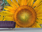 Fototapete Blütenstand einer Sonnenblume