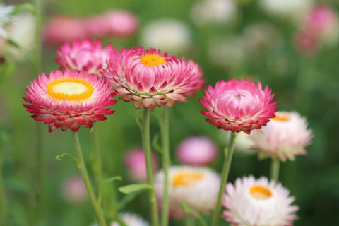 Fototapete Blumen des Frühlings