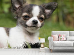 Fototapete Chihuahua zum Verlieben