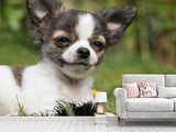 Fototapete Chihuahua zum Verlieben