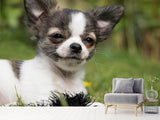Fototapete Chihuahua zum Verlieben