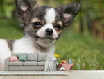 Fototapete Chihuahua zum Verlieben