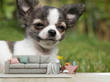 Fototapete Chihuahua zum Verlieben
