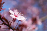 Fototapete Close up Kirschblüte