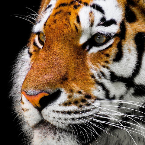 Fototapete Close up Tiger Kopf