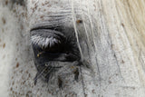 Fototapete Das Auge des Pferdes