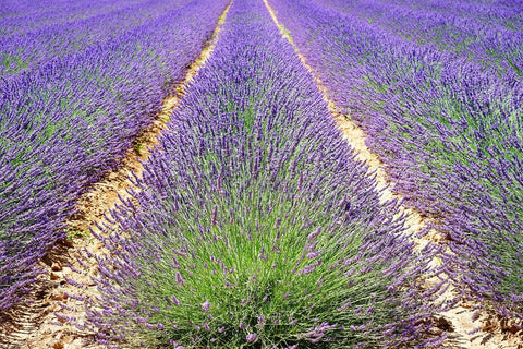 Fototapete Das Lavendel Feld