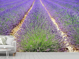 Fototapete Das Lavendel Feld