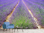 Fototapete Das Lavendel Feld