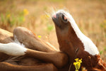 Fototapete Das schlafende Pferd