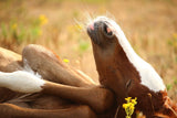 Fototapete Das schlafende Pferd
