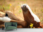 Fototapete Das schlafende Pferd