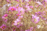 Fototapete Das Schmuckkörbchen Cosmea