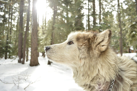 Fototapete Der Alaskan Malamute