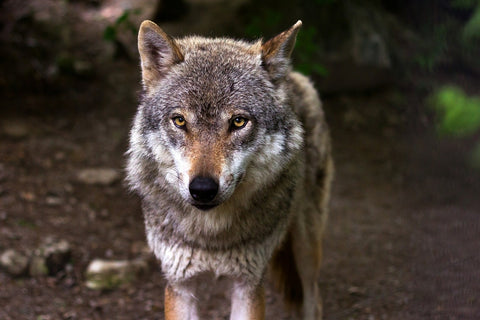 Fototapete Der böse Wolf