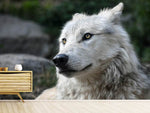 Fototapete Der einsame Wolf