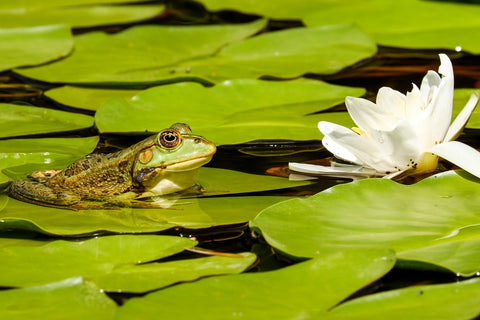 Fototapete Der Frosch und die Seerose