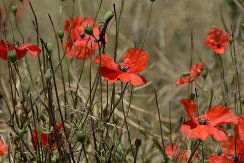 Fototapete Der Klatschmohn in der Natur