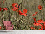 Fototapete Der Klatschmohn in der Natur