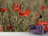 Fototapete Der Klatschmohn in der Natur