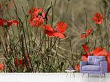 Fototapete Der Klatschmohn in der Natur