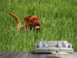 Fototapete Der Mastiff im Gras