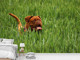 Fototapete Der Mastiff im Gras