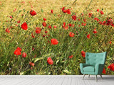 Fototapete Der Mohn im Wind