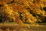 Fototapete Der prächtige Herbstbaum