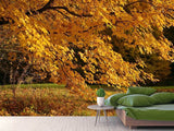 Fototapete Der prächtige Herbstbaum