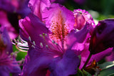 Fototapete Der Rhododendron