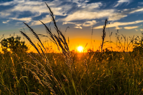 Fototapete Der Sonnenuntergang auf dem Feld