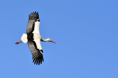 Fototapete Der Storch in Aktion