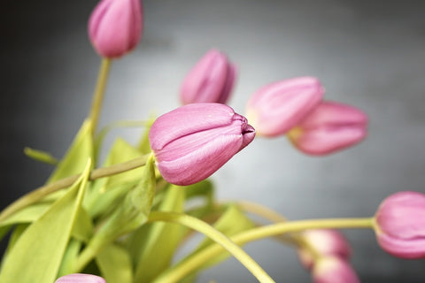 Fototapete Der Tulpenstrauss in rosa