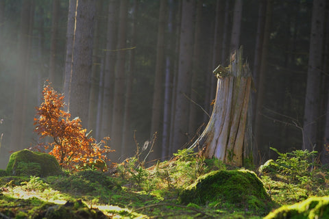 Fototapete Der Zauber im Wald