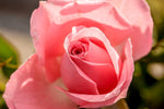Fototapete Die Rose in rosa