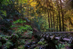 Fototapete Die Wald Brücke