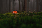 Fototapete Ein Pilz im Wald