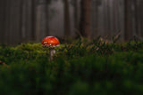 Fototapete Ein Pilz im Wald
