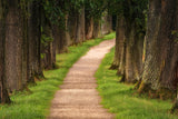 Fototapete Ein Weg im Wald